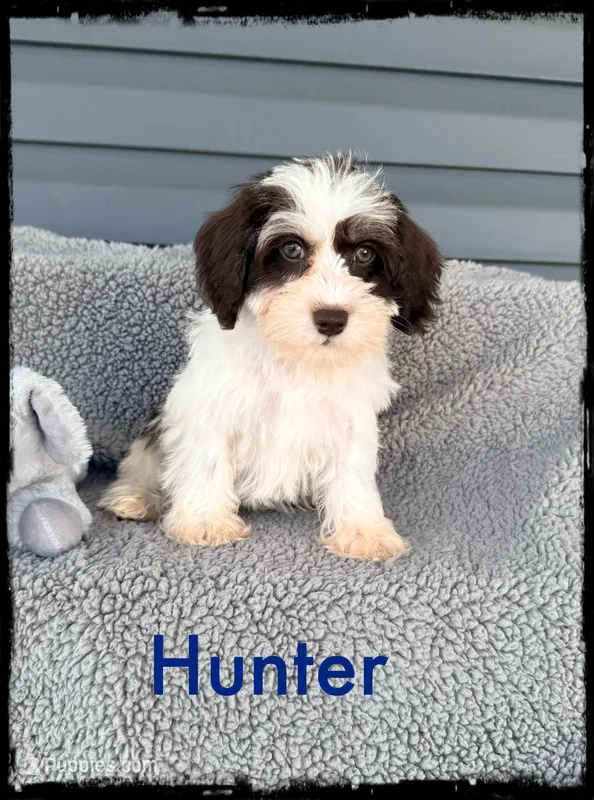 Hunter – Schnoodle puppy for sale in Abbeville, SC