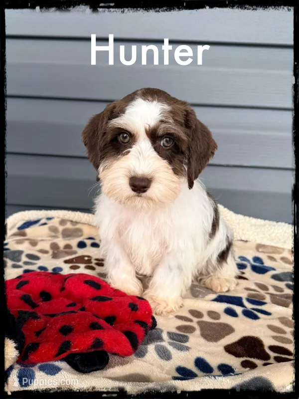 Hunter – Schnoodle puppy for sale in Abbeville, SC