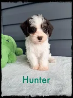 Hunter, a male Schnoodle for sale in Abbeville, SC – Photo 3 of 3