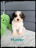 Hunter, a male Schnoodle for sale in Abbeville, SC – Photo 2 of 3