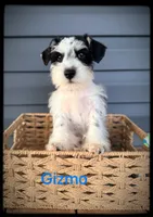 Gizmo, a male Miniature Schnauzer for sale in Abbeville, SC – 3 of 4