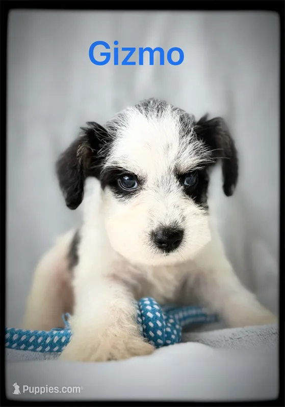 Gizmo – Miniature Schnauzer puppy for sale in Abbeville, SC