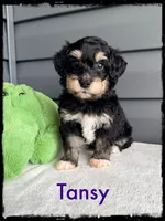 Tansy, a female Schnoodle for sale in Abbeville, SC – Photo 2 of 3