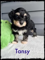 Tansy, a female Schnoodle for sale in Abbeville, SC – Photo 1 of 3