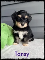 Tansy, a female Schnoodle for sale in Abbeville, SC – Photo 3 of 3