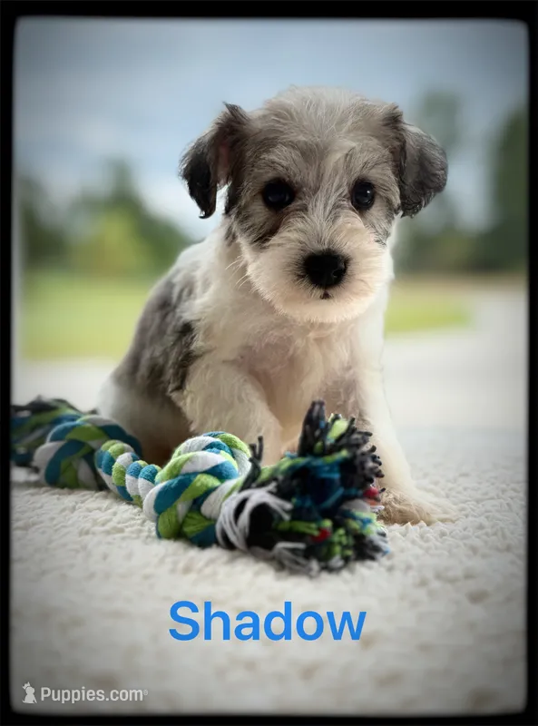 Shadow – Miniature Schnauzer puppy for sale in Abbeville, SC