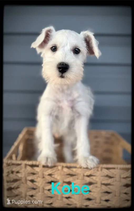 Kobe – Miniature Schnauzer puppy for sale in Abbeville, SC