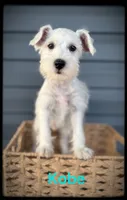 Kobe, a male Miniature Schnauzer for sale in Abbeville, SC – 1 of 3