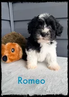 Romeo, a male Schnoodle for sale in Abbeville, SC – Photo 2 of 3
