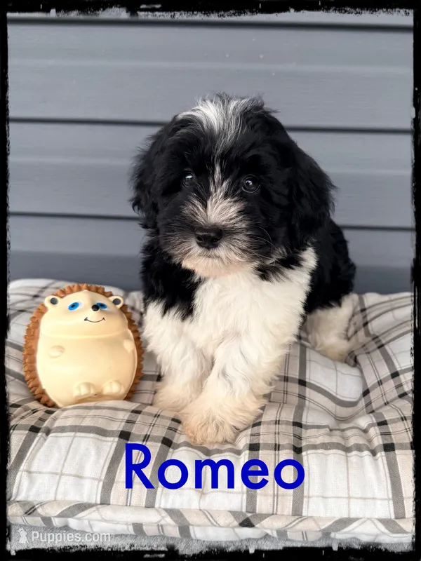 Romeo – Schnoodle puppy for sale in Abbeville, SC