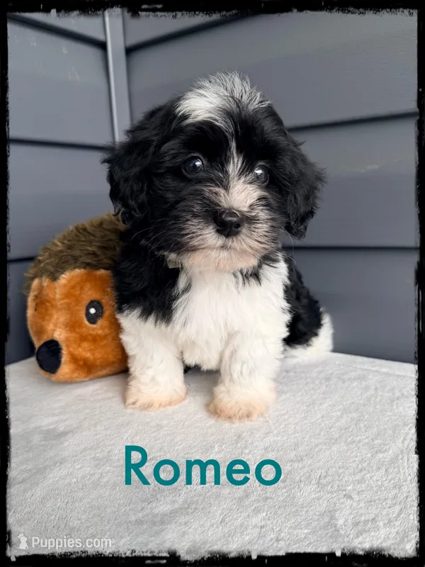 Romeo, a male Schnoodle for sale in Abbeville, SC – Photo 1 of 3