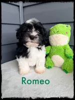 Romeo, a male Schnoodle for sale in Abbeville, SC – Photo 3 of 3