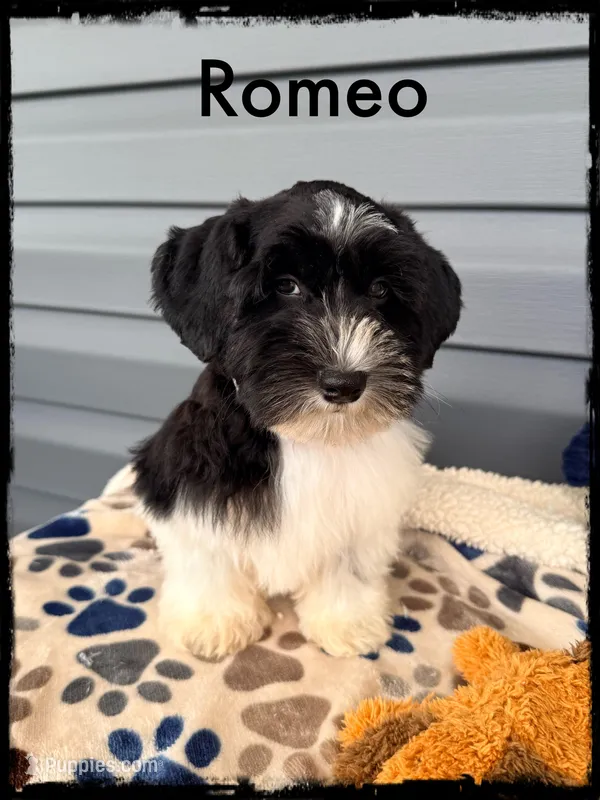 Romeo – Schnoodle puppy for sale in Abbeville, SC