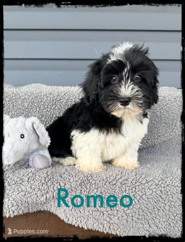 Romeo – Schnoodle puppy for sale in Abbeville, SC