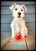 Kobe, a male Miniature Schnauzer for sale in Abbeville, SC – 3 of 3