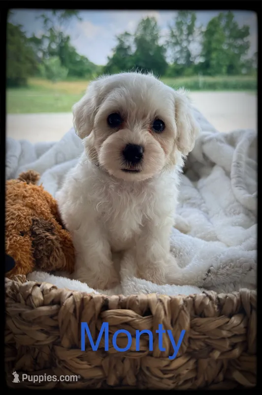 Monty – Schnoodle puppy for sale in Abbeville, SC