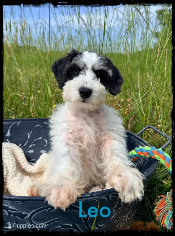Leo – Schnoodle puppy for sale in Abbeville, SC