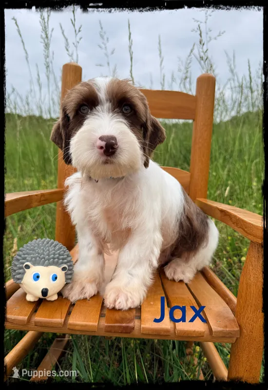 Jax – Schnoodle puppy for sale in Abbeville, SC