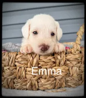 Emma, a female Miniature Schnauzer for sale in Abbeville, SC – 3 of 5