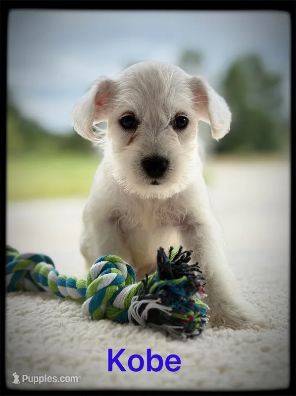 Kobe – Miniature Schnauzer puppy for sale in Abbeville, SC