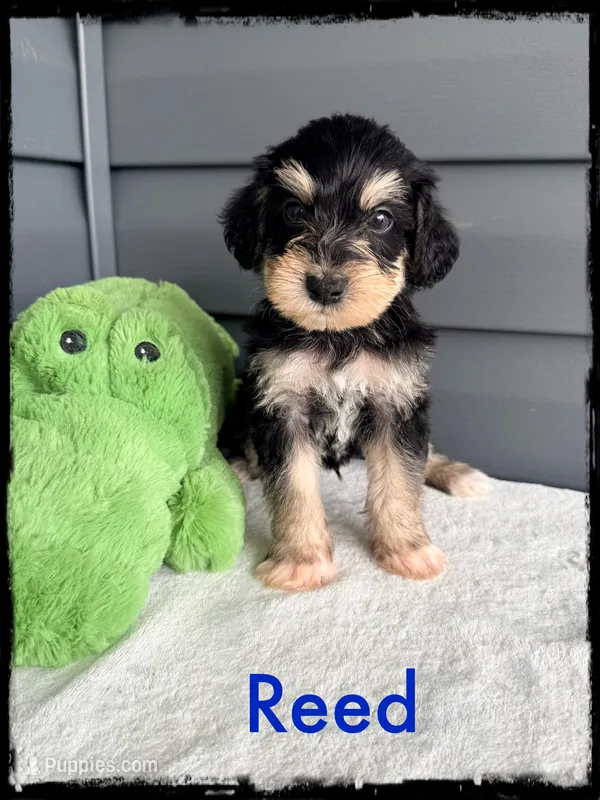 Reed – Schnoodle puppy for sale in Abbeville, SC