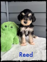 Reed, a male Schnoodle for sale in Abbeville, SC – Photo 1 of 3