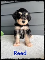 Reed, a male Schnoodle for sale in Abbeville, SC – Photo 3 of 3
