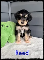 Reed, a male Schnoodle for sale in Abbeville, SC – Photo 2 of 3