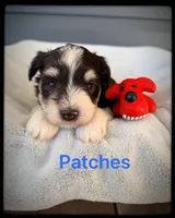 Patches, a male Miniature Schnauzer for sale in Abbeville, SC – 4 of 5