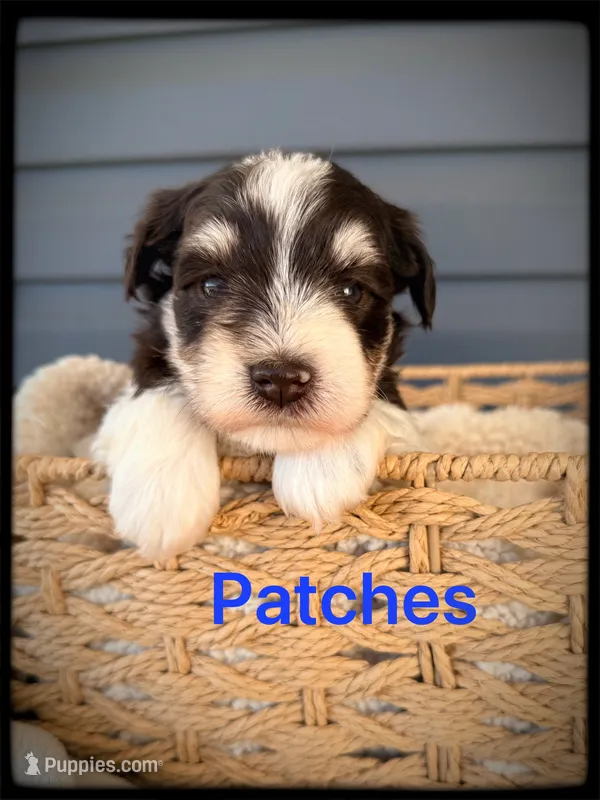 Patches – Miniature Schnauzer puppy for sale in Abbeville, SC