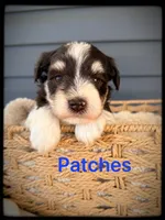 Patches, a male Miniature Schnauzer for sale in Abbeville, SC – 1 of 5