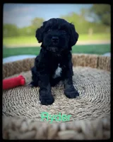 Ryder, a male Schnoodle for sale in Abbeville, SC – 2 of 3
