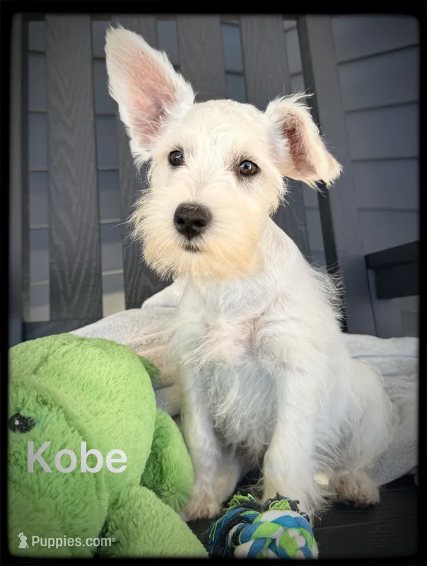 Kobe – Miniature Schnauzer puppy for sale in Abbeville, SC