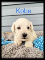 Kobe, a male Miniature Schnauzer for sale in Abbeville, SC – 2 of 4