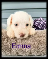 Emma, a female Miniature Schnauzer for sale in Abbeville, SC – 2 of 5
