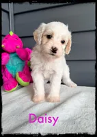 Daisy, a female Schnoodle for sale in Abbeville, SC – Photo 3 of 3