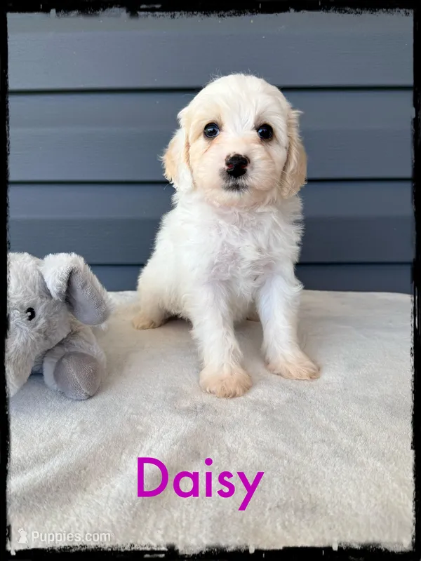 Daisy – Schnoodle puppy for sale in Abbeville, SC