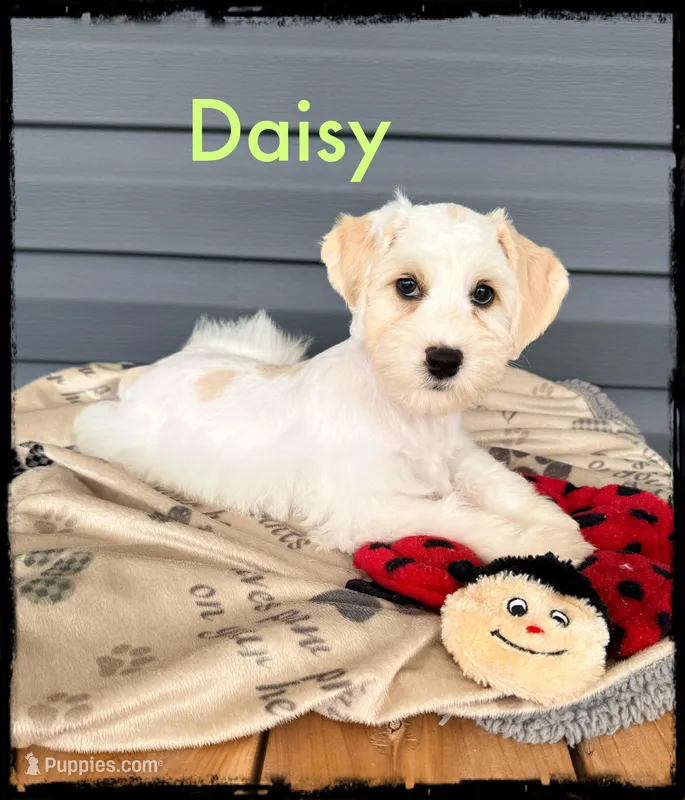 Daisy – Schnoodle puppy for sale in Abbeville, SC