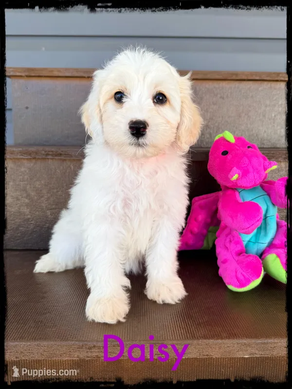 Daisy – Schnoodle puppy for sale in Abbeville, SC