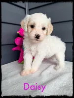 Daisy, a female Schnoodle for sale in Abbeville, SC – Photo 2 of 3
