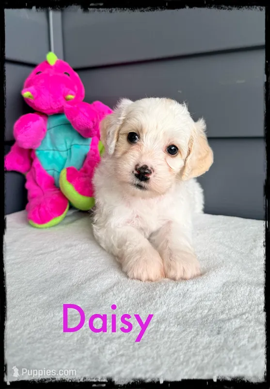 Daisy – Schnoodle puppy for sale in Abbeville, SC