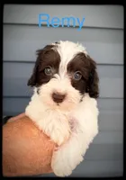 Remy, a male Schnoodle for sale in Abbeville, SC – 3 of 4