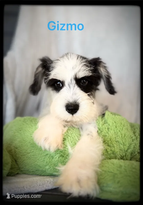 Gizmo – Miniature Schnauzer puppy for sale in Abbeville, SC