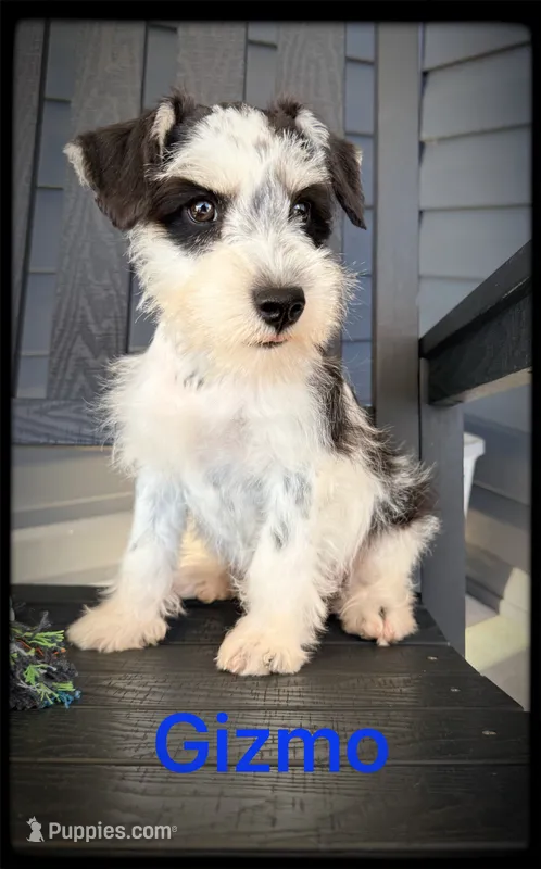 Gizmo – Miniature Schnauzer puppy for sale in Abbeville, SC