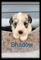 Shadow, a male Miniature Schnauzer for sale in Abbeville, SC – 2 of 4