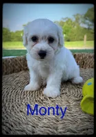 Monty, a male Schnoodle for sale in Abbeville, SC – 2 of 3