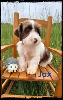 Jax, a male Schnoodle for sale in Abbeville, SC – 3 of 6