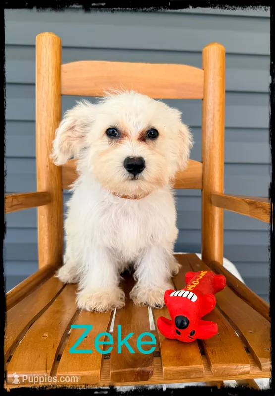 Zeke – Schnoodle puppy for sale in Abbeville, SC