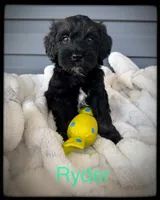 Ryder, a male Schnoodle for sale in Abbeville, SC – 3 of 3