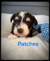 Patches, a male Miniature Schnauzer for sale in Abbeville, SC – 3 of 5